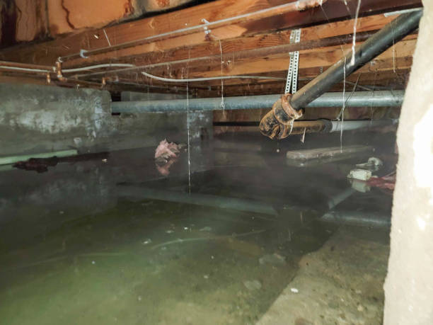 Best Professional water damage repair  in Arbutus, MD